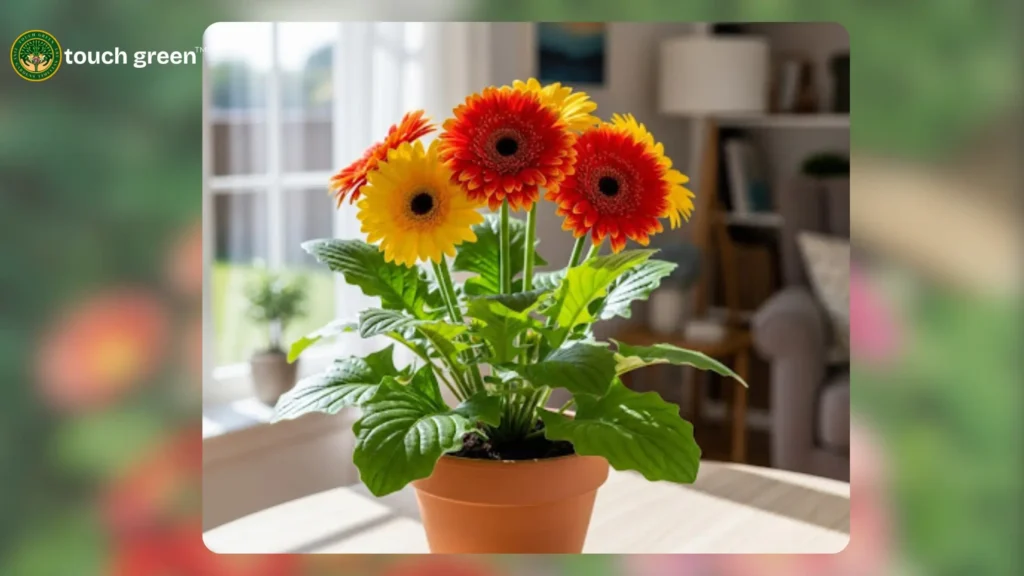 air purifying plant