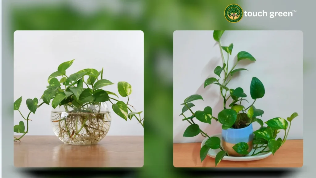 best houseplants for oxygen