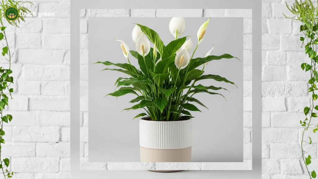 best air-cleaning plants