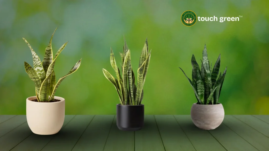 air-purifying indoor plants