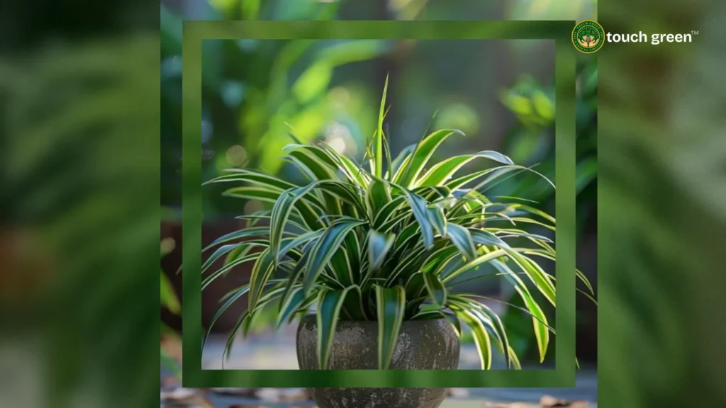 spider plant air purification