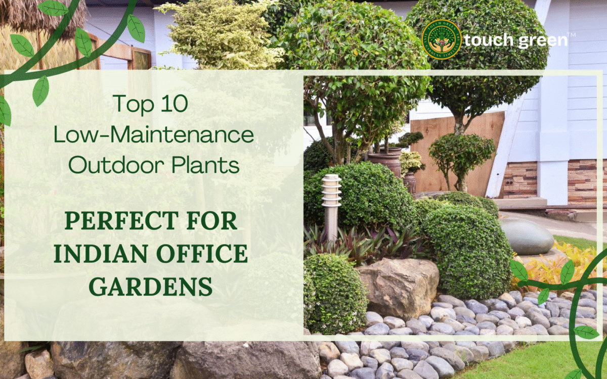 Top 10 Low-Maintenance Outdoor Plants Perfect for Indian Office Gardens