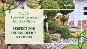 Top 10 Low-Maintenance Outdoor Plants Perfect for Indian Office Gardens