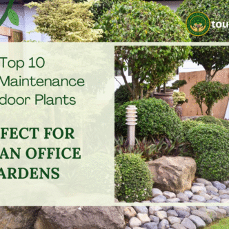 Top 10 Low-Maintenance Outdoor Plants Perfect for Indian Office Gardens