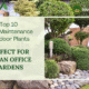 Top 10 Low-Maintenance Outdoor Plants Perfect for Indian Office Gardens