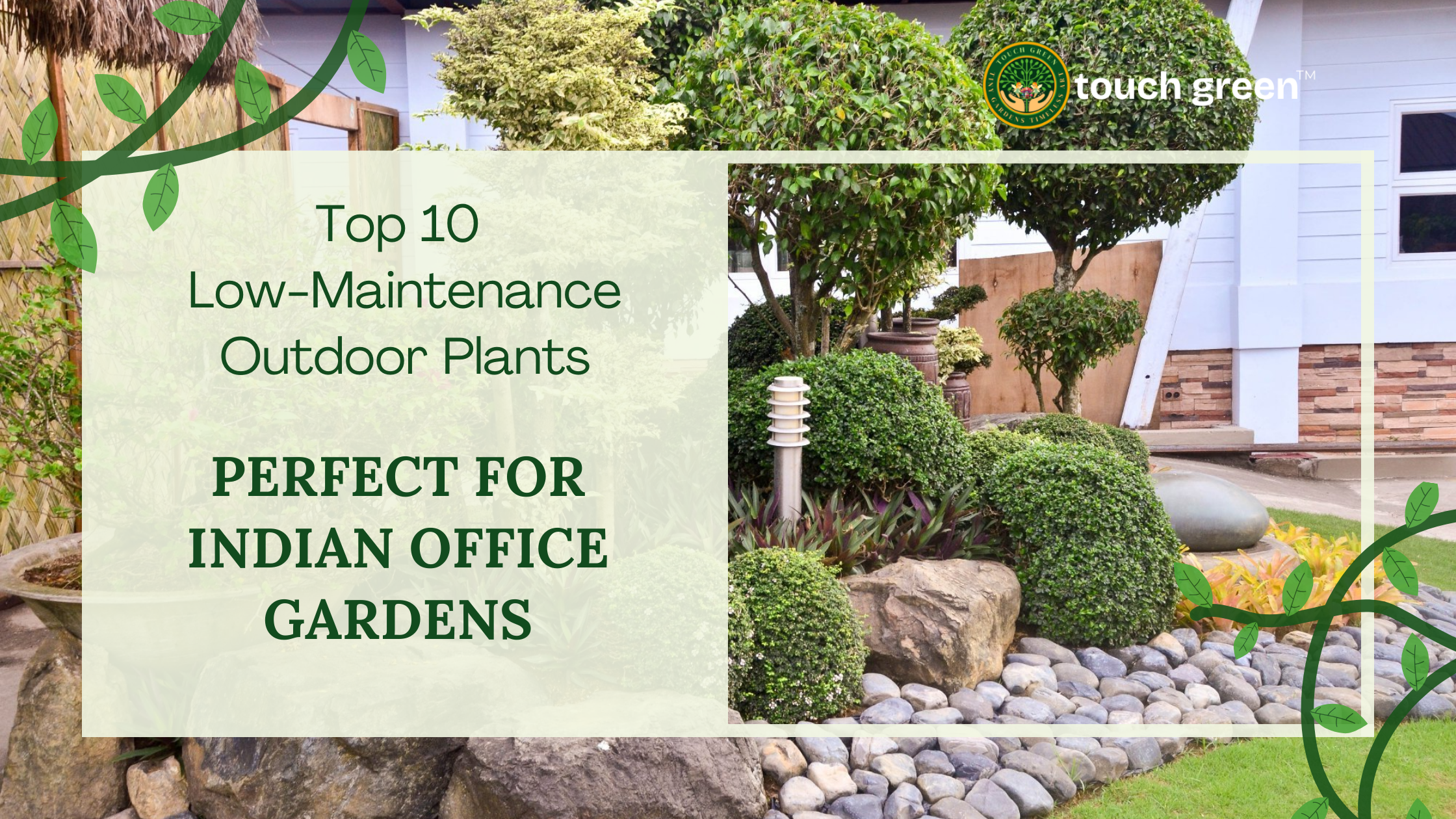 Top 10 Low-Maintenance Outdoor Plants Perfect for Indian Office Gardens