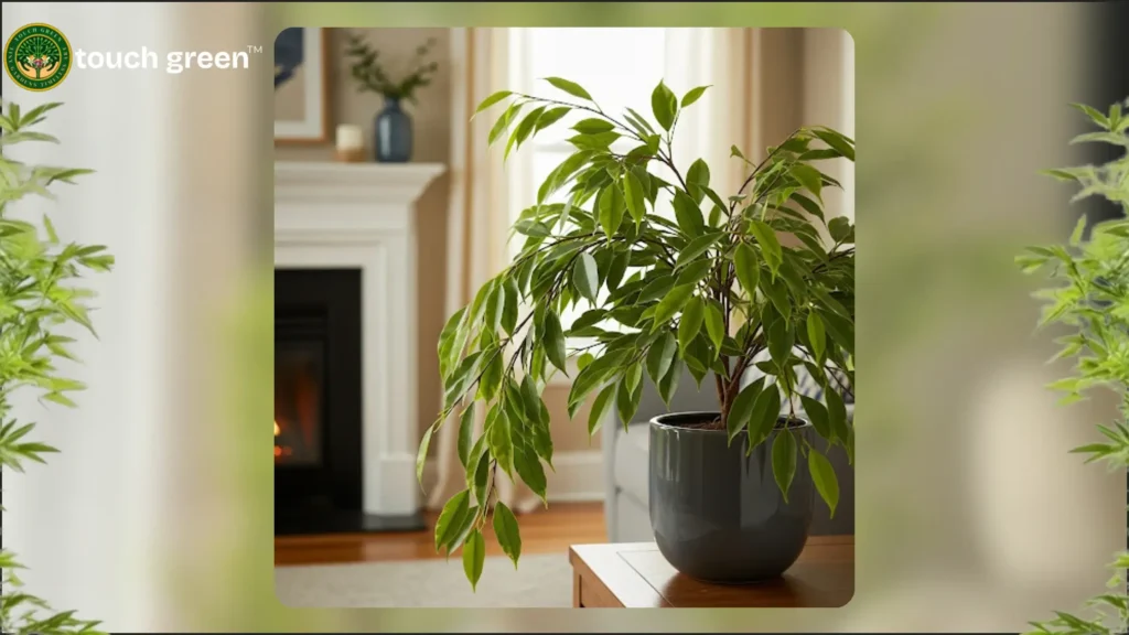 top indoor plants for oxygen