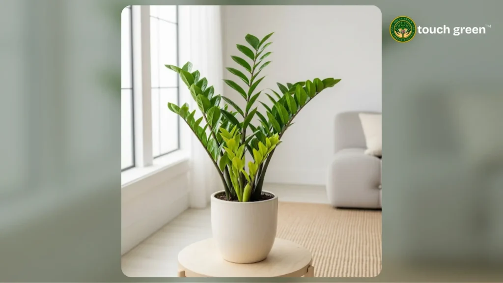 air purifier plant for home